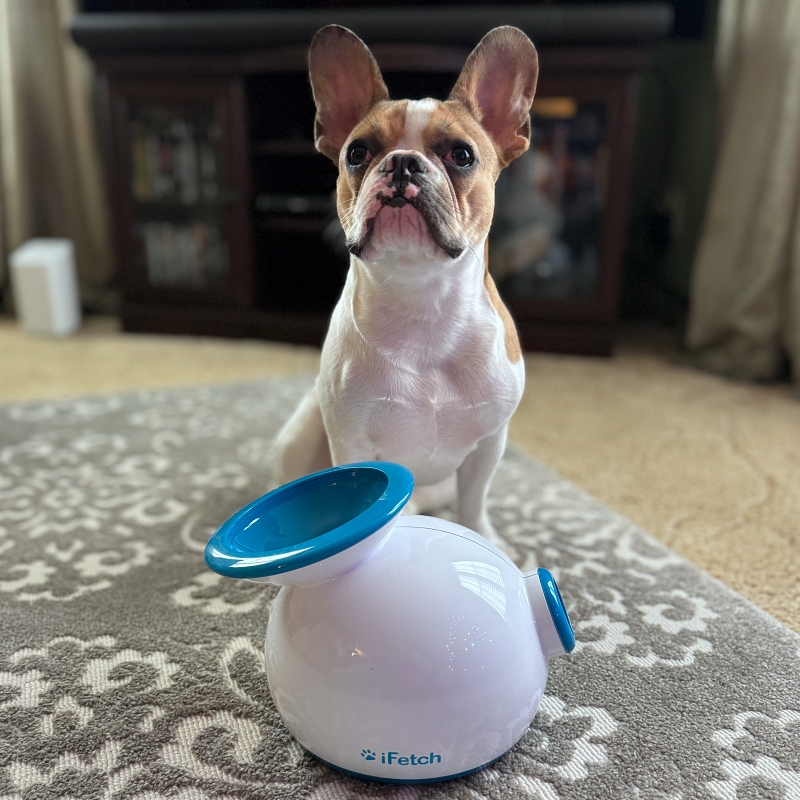 ifetch balllauncher review 1